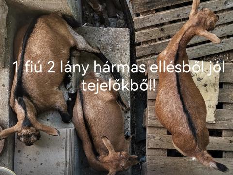 4-5-hónapos kecskék eladók 3mas iker ellésből és 2-es ellésből valók 4-5-hónapos kecskék eladók 3mas iker ellésből és 2-es ellésből valók