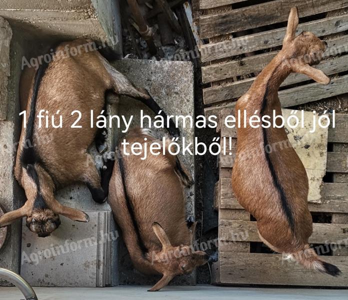 4-5-hónapos kecskék eladók 3mas iker ellésből és 2-es ellésből valók