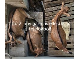 4-5-hónapos kecskék eladók 3mas iker ellésből és 2-es ellésből valók
