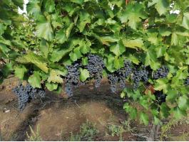 Cabernet Franc szőlőtermés előjegyezhető