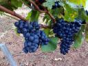 Cabernet Franc szőlőtermés előjegyezhető