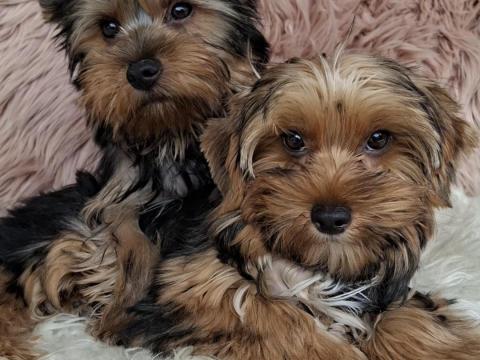 Yorkshire Terrier Yorkshire Terrier