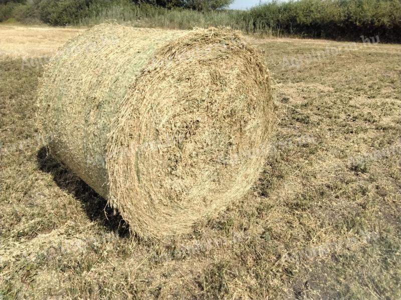 Eladó 160 db 1,5 méteres körbála széna