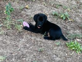 Munkavonalú labrador retriever kiskutya keresi az álomgazdát