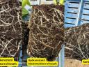 Rental szamóca gyökereztető biostimulátor 5l