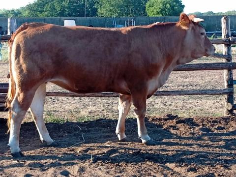 Vemhes limousin üsző eladó Vemhes limousin üsző eladó