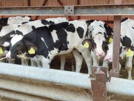 Holstein bika borjak eladók