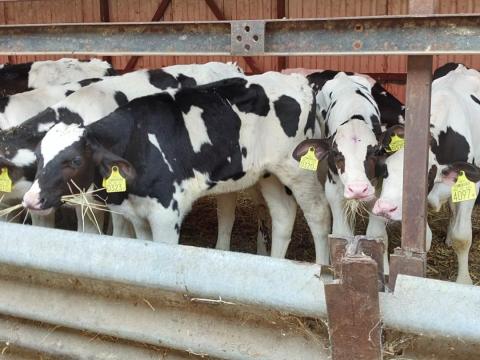 Holstein bika borjak eladók Holstein bika borjak eladók
