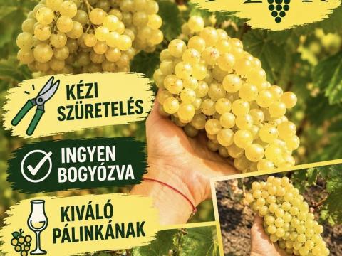 Irsai Olivér szőlő – kézi szüret – bogyózás az árban Irsai Olivér szőlő – kézi szüret – bogyózás az árban