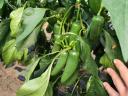 Jalapeno paprika