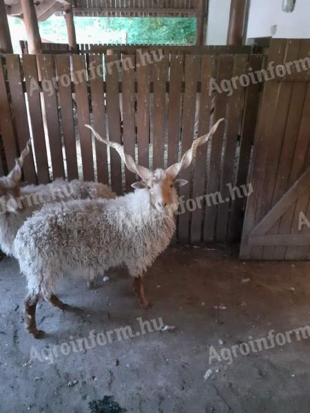 Eladó 4 db racka kos