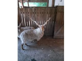 Eladó 4 db racka kos
