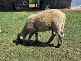 Suffolk x merinó bárány