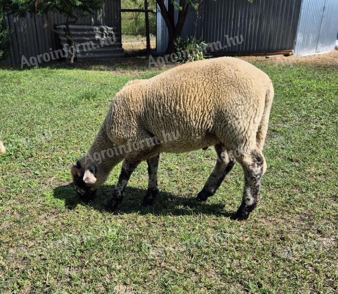 Suffolk x merinó bárány