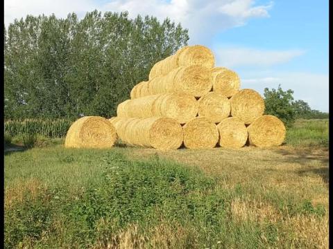 Idei búza szalma eladó Idei búza szalma eladó