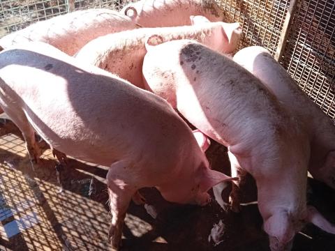 Hízók Eladó Hízók Eladó
