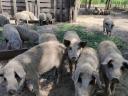 Szőke mangalica malac