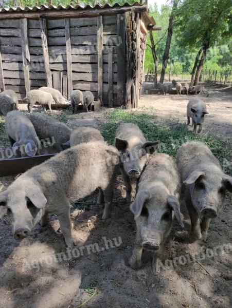 Szőke mangalica malac
