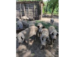 Szőke mangalica malac