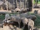 Szőke mangalica malac
