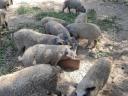 Szőke mangalica malac