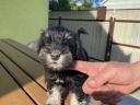 Törpe schnauzer kan