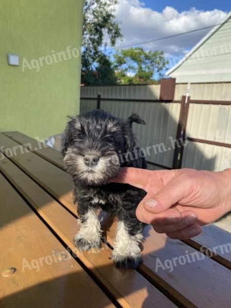 Törpe schnauzer kan