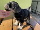 Törpe schnauzer kan