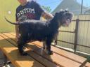 Törpe schnauzer kan