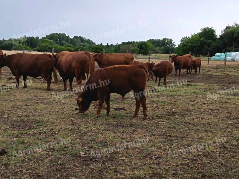 10 db borjú eladó