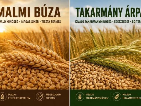 Eladó malmi minőségű búza és takarmányárpa