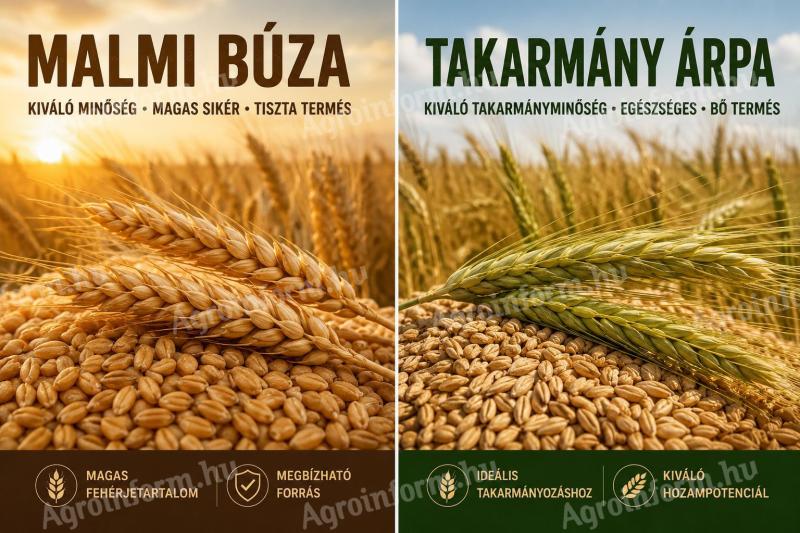 Eladó malmi minőségű búza és takarmányárpa