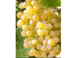 ???? Chardonnay szőlő eladó! ????