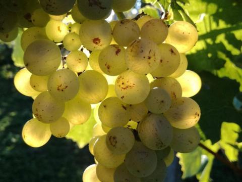 Rizlingszilváni (Silvaner) szőlő eladó Rizlingszilváni (Silvaner) szőlő eladó