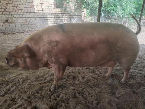 Sertésállomány felszámolása (350 Ft/kg) Sertésállomány felszámolása (350 Ft/kg)