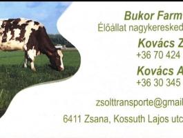 Keresek Holstein nagy bikát