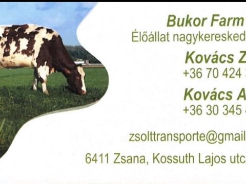 Keresek Holstein nagy bikát