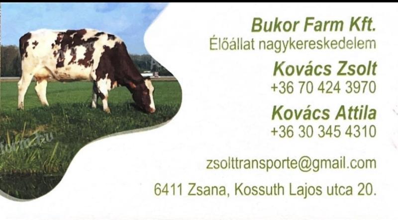 Keresek Holstein nagy bikát