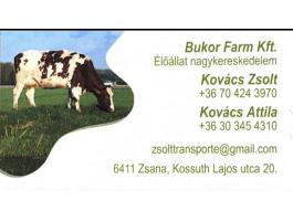Keresek Holstein nagy bikát