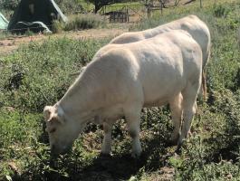 Charolais vemhes üszök Tehenek