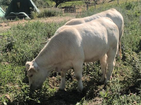 Charolais vemhes üszök Tehenek
