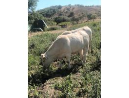 Charolais vemhes üszök Tehenek