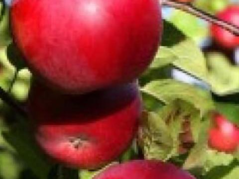Nyári és réti alma kapható cefrének Nyári és réti alma kapható cefrének