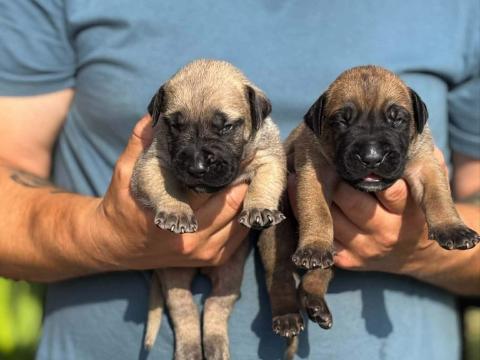 Presa canario kiskutyák eladók