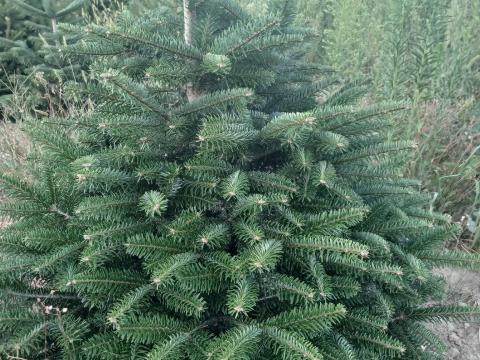 Normand fenyő, nordmann, fenyőfa, karácsonyfa, Abies nordmanniana Normand fenyő, nordmann, fenyőfa, karácsonyfa, Abies nordmanniana