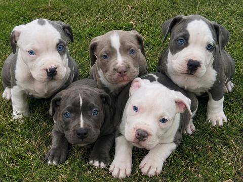 Staffordshire terrier