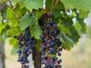 Kékfrankos, Cabernet és Turán borszőlő eladó