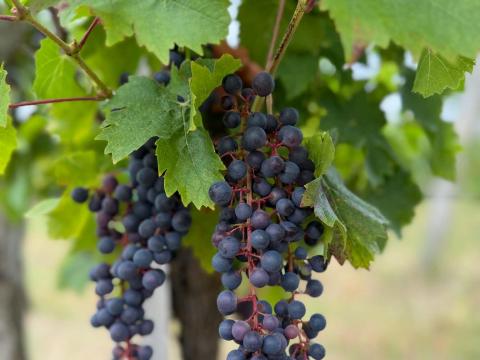 Kékfrankos, Cabernet és Turán borszőlő eladó Kékfrankos, Cabernet és Turán borszőlő eladó