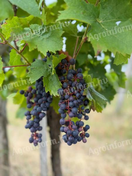 Kékfrankos, Cabernet és Turán borszőlő eladó