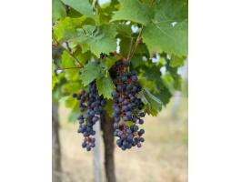 Kékfrankos, Cabernet és Turán borszőlő eladó
